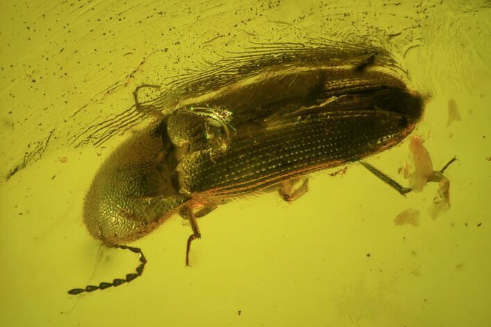 Fossil Beetle (Coleoptera) In Baltic Amber #45149